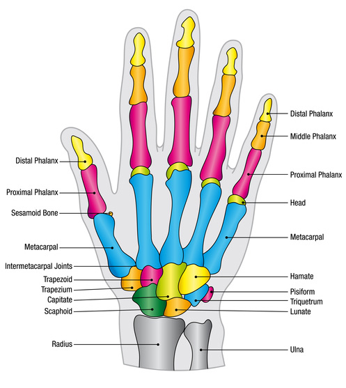 sesamoid-hand-rehabilitation-anatomy-function