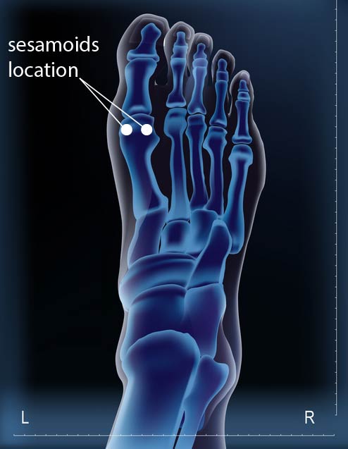 sesamoids-foot-rehabilitation-anatomy-function